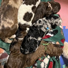 Assorted Doodle Crosses and Poodle Puppies from CC Poodles and Doodles