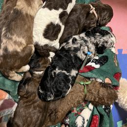 Assorted Doodle Crosses and Poodle Puppies from CC Poodles and Doodles