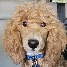Poodles from Desert Storm Poodles