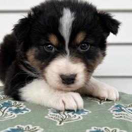 Collins - Black tri-color male Australian Shepherd puppy in Kearney, Nebraska from Helix Aussies