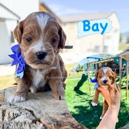 Bay - Red  male Goldendoodle puppy in West Haven, Utah from Split Mountain Doodles
