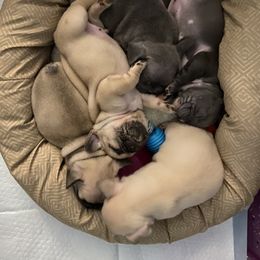 French Bulldog Puppies from Pawzitive Frenchies