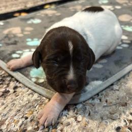 Girl 2 - Liver roan female German Shorthaired Pointer puppy in Troy, North Carolina from Uwharrie GSP