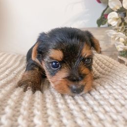 Yorkshire Terrier Puppies from Elaine’s Pup Co.