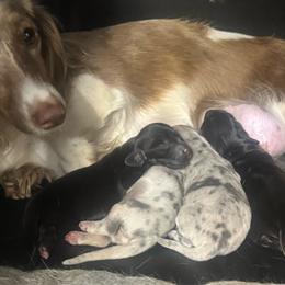 Johnny - Black male Dachshund puppy in Knoxville, Tennessee from East TN Dachshunds