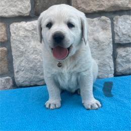 Boy 1 - Yellow male Labrador Retriever puppy in Mansfield, Missouri from Leadhill Labs