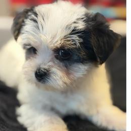 Harrison - Black & tan tri-color male Morkie puppy in Florence, Kentucky from 4paws4ever by Design