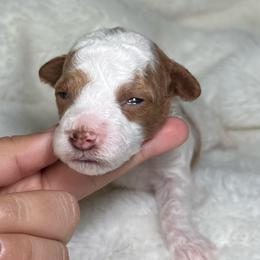 AKC Cider - Male - Clear - Parti male Poodle puppy in Tampa, Florida from The Sweet Life of a Toy Poodle
