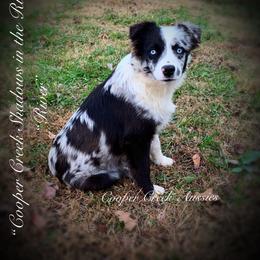 Miniature Australian Shepherd and Toy Australian Shepherd Puppies from Cooper Creek Aussies