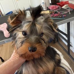 Bubba - Blue and gold male Yorkshire Terrier puppy in Carmichael, California from Palmridge Show Dogs