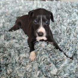 Daisy - White and black female Italian Greyhound puppy in Lancaster, Texas from Lopez G Kennel