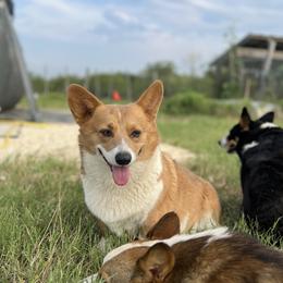 Marley - Pembroke Welsh Corgi