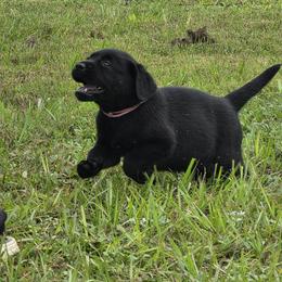 Light pink girl - Black female Labrador Retriever puppy in Fort Myers, Florida from Big Cypress labradors