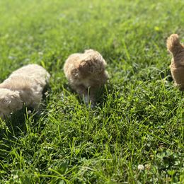 Poodle Puppies from ChiPoodles