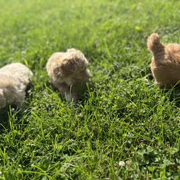 Poodle Puppies from ChiPoodles