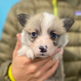 Teddy - Sable male Pembroke Welsh Corgi puppy in Urbana, Ohio from Edgewood Farm and Kennel