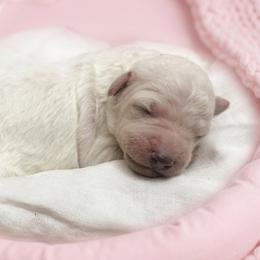 Lavender - Cream female Goldendoodle puppy in Clifton, Arizona from Denim & Doodles