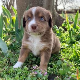 Danny (ASDR and AKC) - Red tri-color male Miniature American Shepherd puppy in Stockton, Missouri from Kizmit Farmz