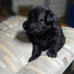 Auren - Black female German Shepherd puppy in Altoona, Florida from Blue Line Shepherds