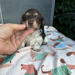 Piebalds - Chocolate and tan female Dachshund puppy in Manteca, California from Sweet and Low Dachshunds