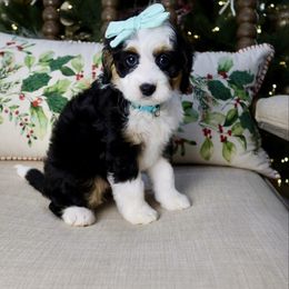 Marlowe - Tri-color female Bernedoodle puppy in Murray, Utah from Sun Valley Doodles