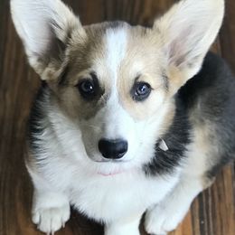 Pembroke Welsh Corgi Puppies from Siclair Crowns Corgis