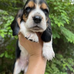 Basset Hound Puppies from Pleasant Bay Basset Hounds