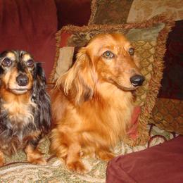 Dachshund All Grown Up from Garlin Miniature Dachshunds
