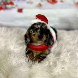 Snow - Dapple female Dachshund puppy in Westport, Kentucky from Lonestar Creek Farm