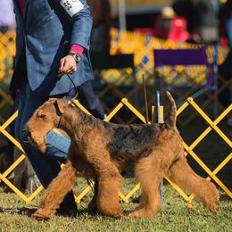 Airedale Terriers from Spindletop Airedale Terriers