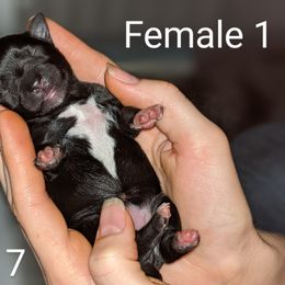 Miniature Schnauzer Puppies from Pawesome Pups