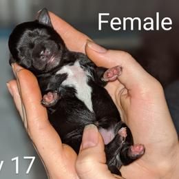 Miniature Schnauzer Puppies from Pawesome Pups