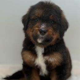 Ginger - Sable female Bernedoodle puppy in Clermont, Florida from Shadow Bernedoodles & Dog Training