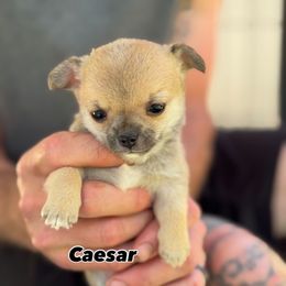 Caesar (Coco) - Fawn male Chihuahua puppy in Grass Valley, California from Red Paw Chihuahuas