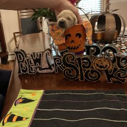 Golden Retriever Puppies from Tupelo Honey Farm's Golden Retrievers