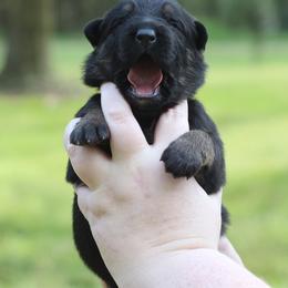 Girl 1 - female German Shepherd puppy in Mississippi from GH