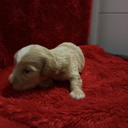 Boy 1 - Dapple male Dachshund puppy in Ponce De Leon, Florida from Brittany's Dachshunds