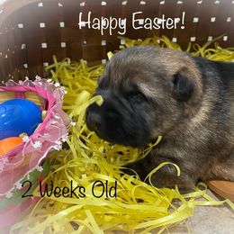 German Shepherd Puppies from Stonewick German Shepherds