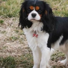 Ridley - Cavalier King Charles Spaniel