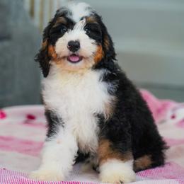 Scarlet - Tri-color female Bernedoodle puppy in Dundee, Ohio from Down Home Doodle
