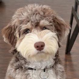 Aussiedoodles from Sandy Snout Doodles
