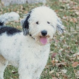 Major - Sheepadoodle