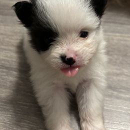 Pomeranian Puppies from Wickedly Cute Puppies