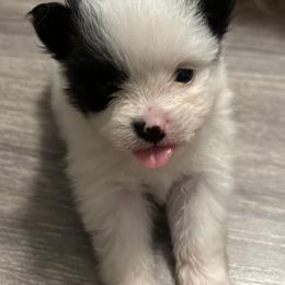 Pomeranian Puppies from Wickedly Cute Puppies