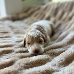 Luna - Parti female Goldendoodle puppy in Jacksonville, Florida from Dandelion Doodles