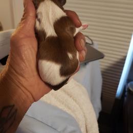 Tigger - Liver male Shih Tzu puppy in Eunice, Louisiana from 4J's Cajun Kennels