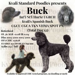Buck - Poodle