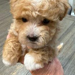 Autumn - Apricot female Maltipoo puppy in Lebanon, Kentucky from Mosaic Merle Doodles