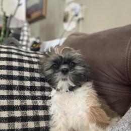 Daisy - Black gold and white female Shih Tzu puppy in Temple, Pennsylvania from Kathy Diego's Shih Tzus