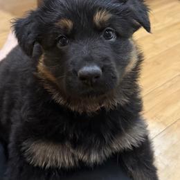 German Shepherd Puppies from Circle Oaks Shepherds